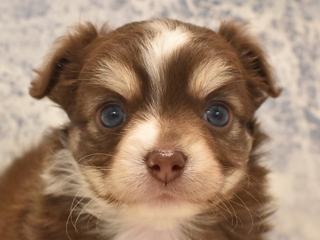 埼玉県のハーフ犬 (ペッツワン本庄早稲田店/2024年3月28日生まれ/男の子/チョコレートタンホワイト)の子犬